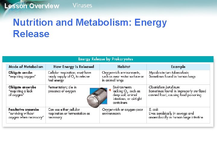 Lesson Overview Viruses Nutrition and Metabolism: Energy Release 