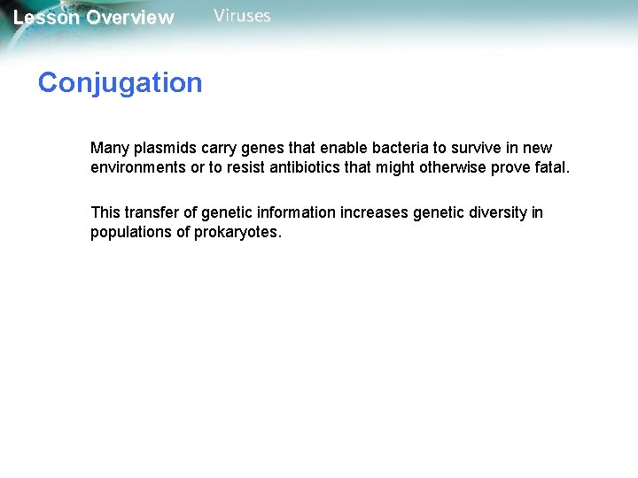 Lesson Overview Viruses Conjugation Many plasmids carry genes that enable bacteria to survive in