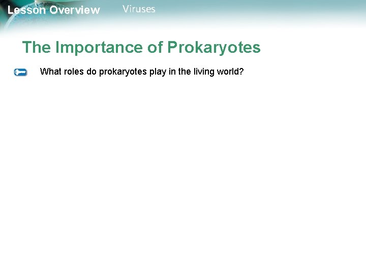 Lesson Overview Viruses The Importance of Prokaryotes What roles do prokaryotes play in the