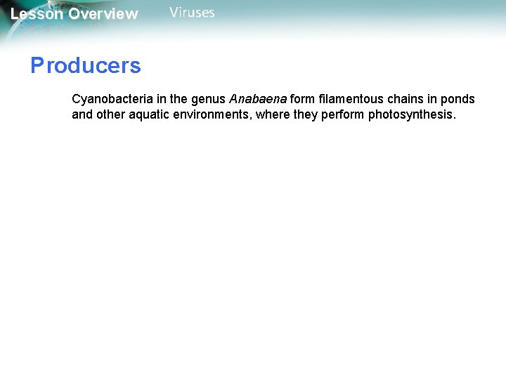 Lesson Overview Viruses Producers Cyanobacteria in the genus Anabaena form filamentous chains in ponds