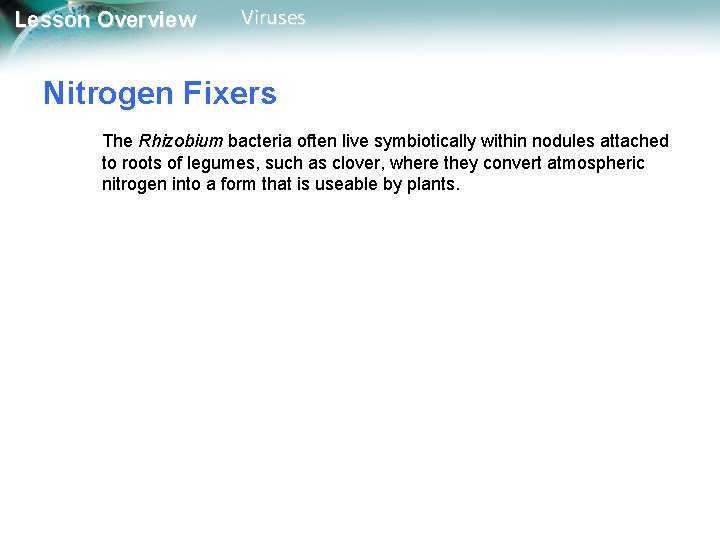 Lesson Overview Viruses Nitrogen Fixers The Rhizobium bacteria often live symbiotically within nodules attached