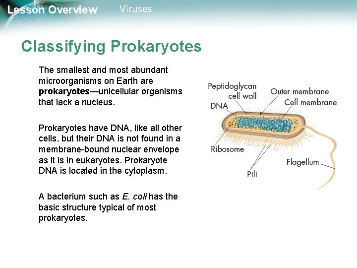 Lesson Overview Viruses Classifying Prokaryotes The smallest and most abundant microorganisms on Earth are