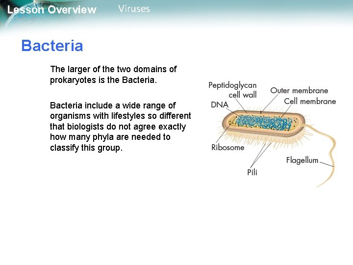 Lesson Overview Viruses Bacteria The larger of the two domains of prokaryotes is the