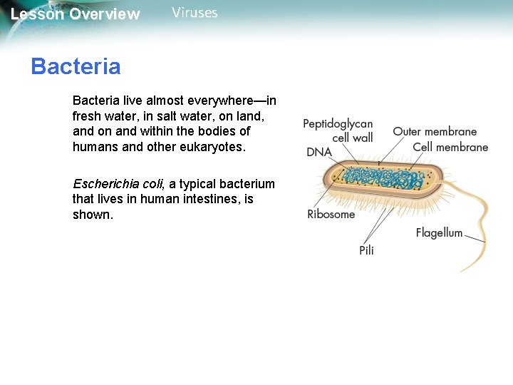 Lesson Overview Viruses Bacteria live almost everywhere—in fresh water, in salt water, on land,