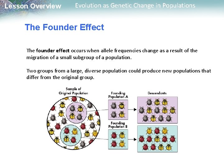 Lesson Overview Evolution as Genetic Change in Populations The Founder Effect The founder effect