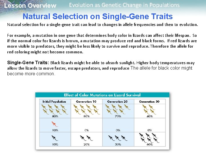 Lesson Overview Evolution as Genetic Change in Populations Natural Selection on Single-Gene Traits Natural