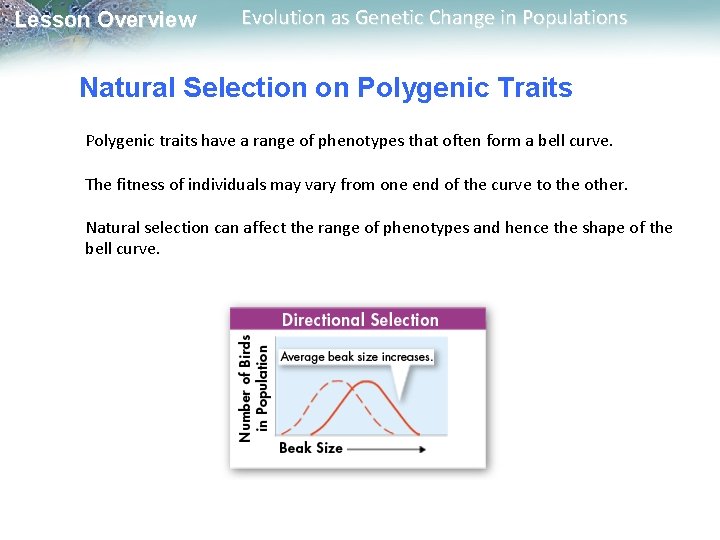 Lesson Overview Evolution as Genetic Change in Populations Natural Selection on Polygenic Traits Polygenic
