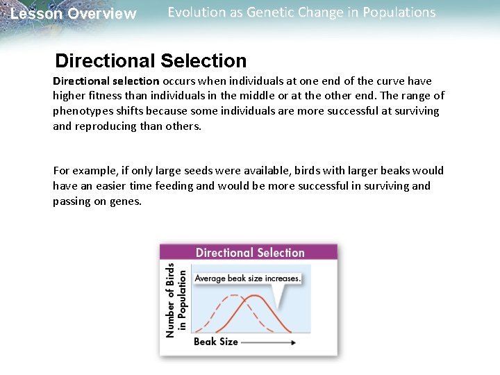 Lesson Overview Evolution as Genetic Change in Populations Directional Selection Directional selection occurs when