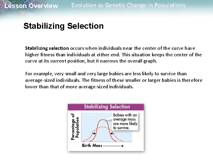 Lesson Overview Evolution as Genetic Change in Populations Stabilizing Selection Stabilizing selection occurs when