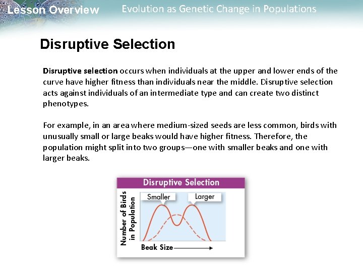 Lesson Overview Evolution as Genetic Change in Populations Disruptive Selection Disruptive selection occurs when