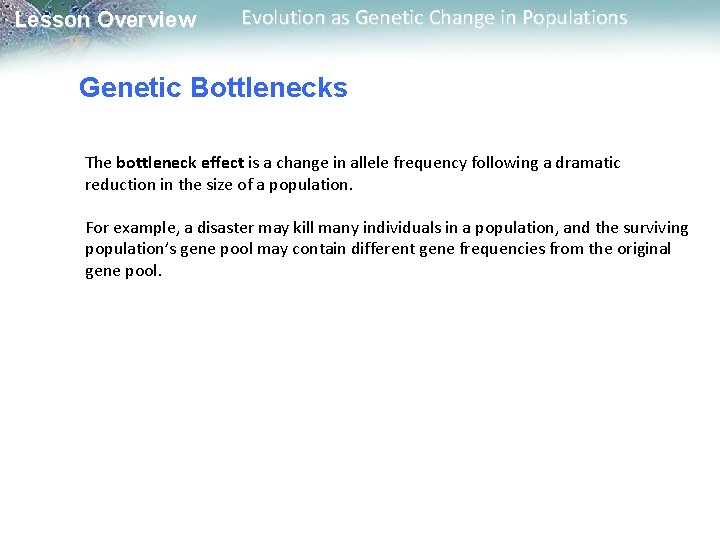 Lesson Overview Evolution as Genetic Change in Populations Genetic Bottlenecks The bottleneck effect is
