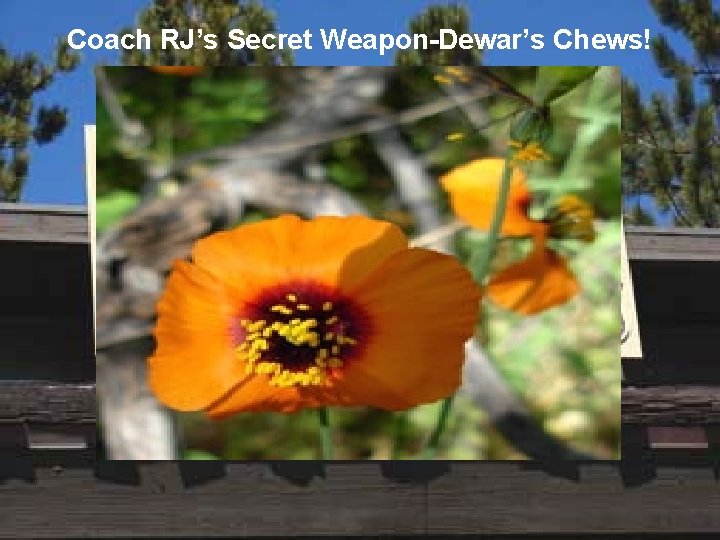 Coach RJ’s Secret Weapon-Dewar’s Chews! 