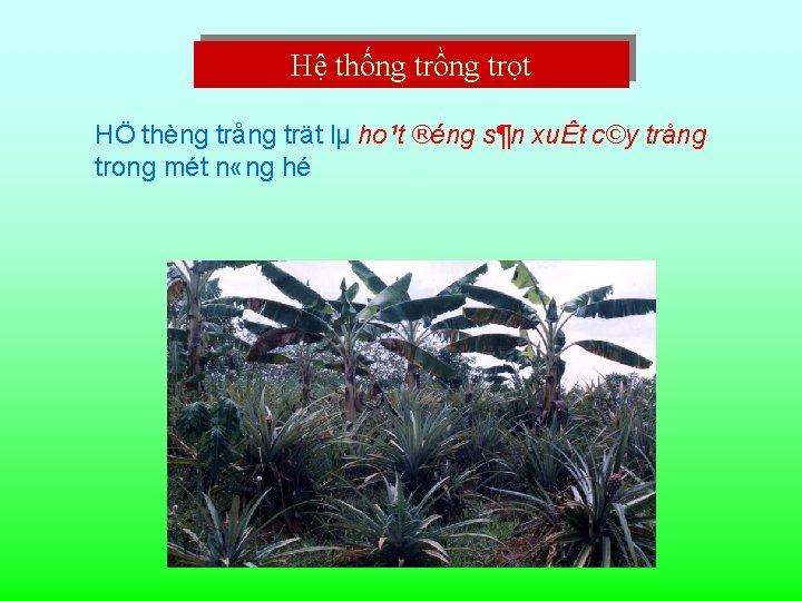 Hệ thống trồng trọt HÖ thèng trång trät lµ ho¹t ®éng s¶n xuÊt c©y