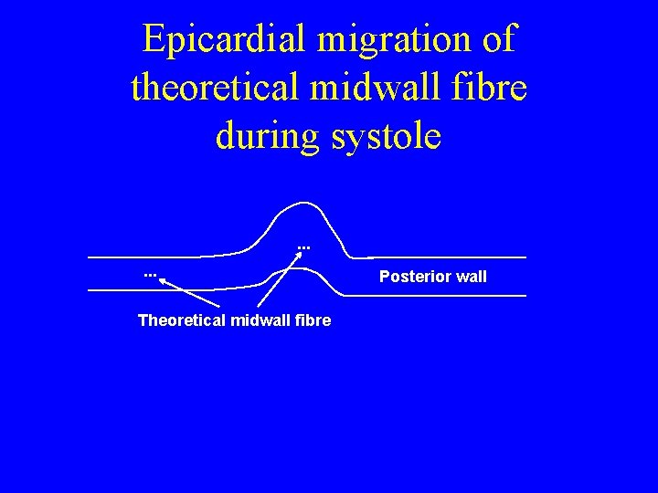 Epicardial migration of theoretical midwall fibre during systole. . . Theoretical midwall fibre Posterior