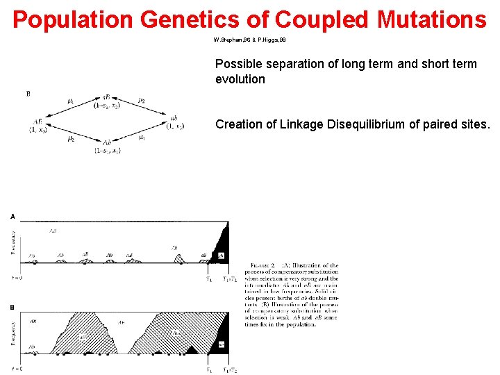 Population Genetics of Coupled Mutations W. Stephan, 96 & P. Higgs, 98 Possible separation Population Genetics of Coupled Mutations W. Stephan, 96 & P. Higgs, 98 Possible separation