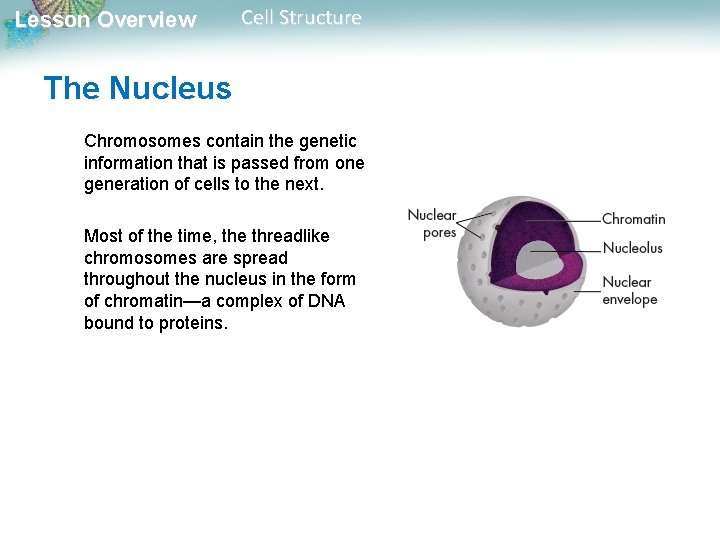 Lesson Overview Cell Structure The Nucleus Chromosomes contain the genetic information that is passed Lesson Overview Cell Structure The Nucleus Chromosomes contain the genetic information that is passed