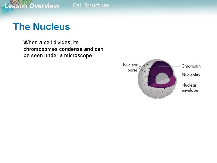 Lesson Overview Cell Structure The Nucleus When a cell divides, its chromosomes condense and Lesson Overview Cell Structure The Nucleus When a cell divides, its chromosomes condense and