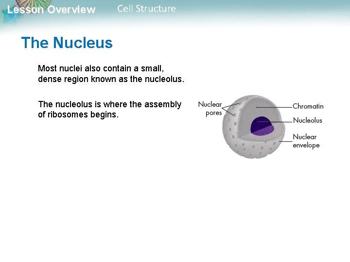 Lesson Overview Cell Structure The Nucleus Most nuclei also contain a small, dense region Lesson Overview Cell Structure The Nucleus Most nuclei also contain a small, dense region