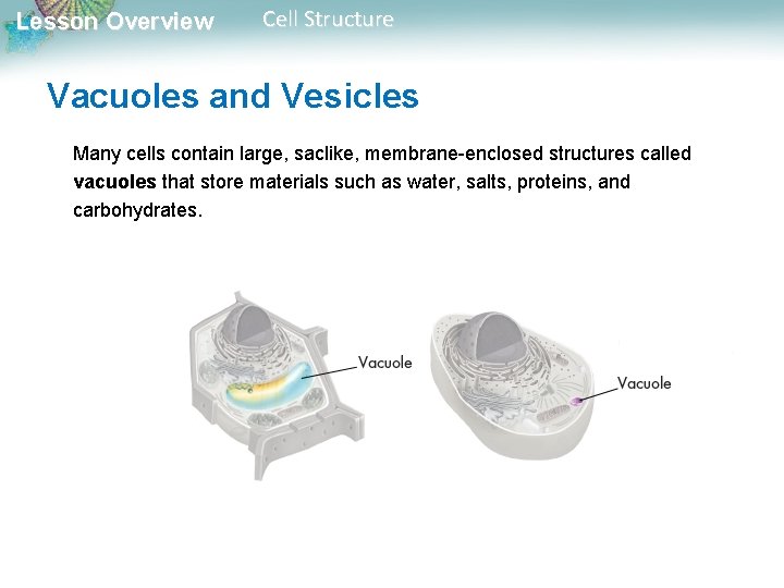 Lesson Overview Cell Structure Vacuoles and Vesicles Many cells contain large, saclike, membrane-enclosed structures Lesson Overview Cell Structure Vacuoles and Vesicles Many cells contain large, saclike, membrane-enclosed structures