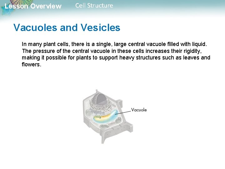 Lesson Overview Cell Structure Vacuoles and Vesicles In many plant cells, there is a Lesson Overview Cell Structure Vacuoles and Vesicles In many plant cells, there is a