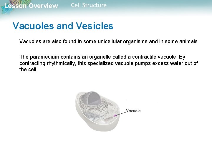 Lesson Overview Cell Structure Vacuoles and Vesicles Vacuoles are also found in some unicellular Lesson Overview Cell Structure Vacuoles and Vesicles Vacuoles are also found in some unicellular