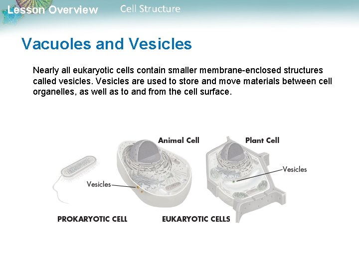Lesson Overview Cell Structure Vacuoles and Vesicles Nearly all eukaryotic cells contain smaller membrane-enclosed Lesson Overview Cell Structure Vacuoles and Vesicles Nearly all eukaryotic cells contain smaller membrane-enclosed