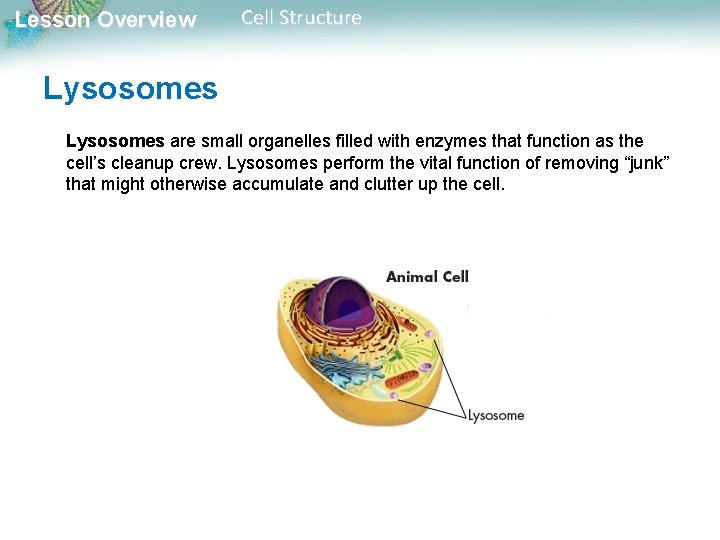Lesson Overview Cell Structure Lysosomes are small organelles filled with enzymes that function as Lesson Overview Cell Structure Lysosomes are small organelles filled with enzymes that function as