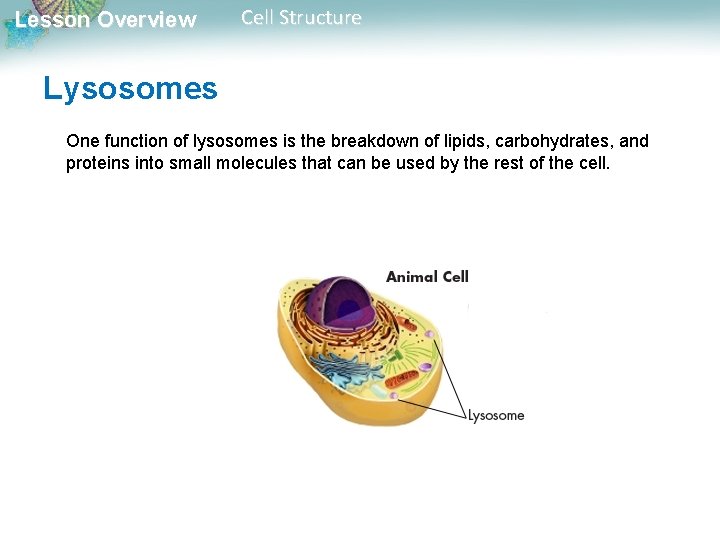 Lesson Overview Cell Structure Lysosomes One function of lysosomes is the breakdown of lipids, Lesson Overview Cell Structure Lysosomes One function of lysosomes is the breakdown of lipids,