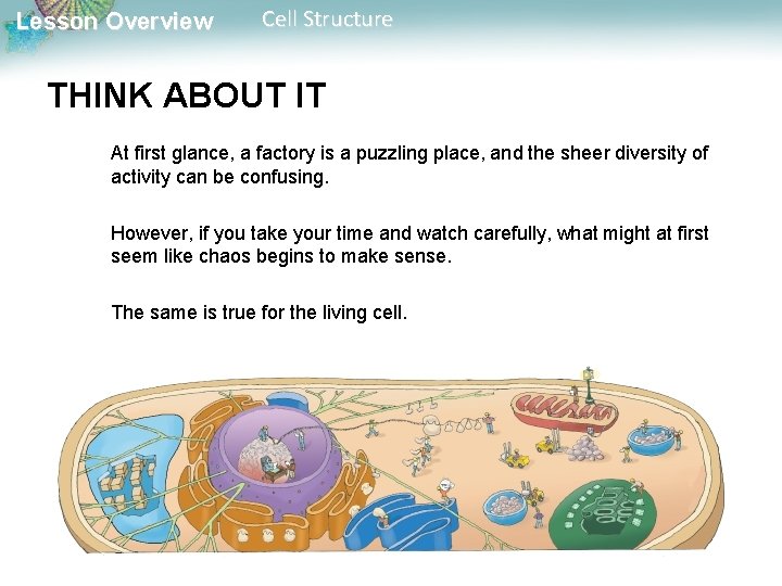 Lesson Overview Cell Structure THINK ABOUT IT At first glance, a factory is a Lesson Overview Cell Structure THINK ABOUT IT At first glance, a factory is a