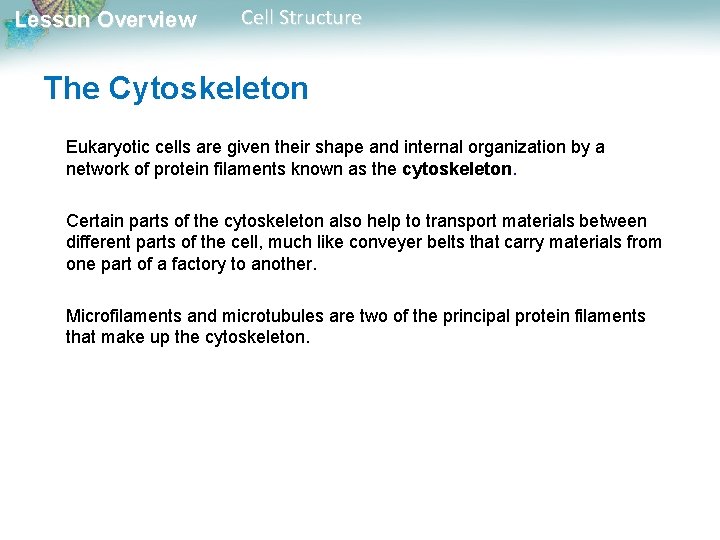 Lesson Overview Cell Structure The Cytoskeleton Eukaryotic cells are given their shape and internal Lesson Overview Cell Structure The Cytoskeleton Eukaryotic cells are given their shape and internal