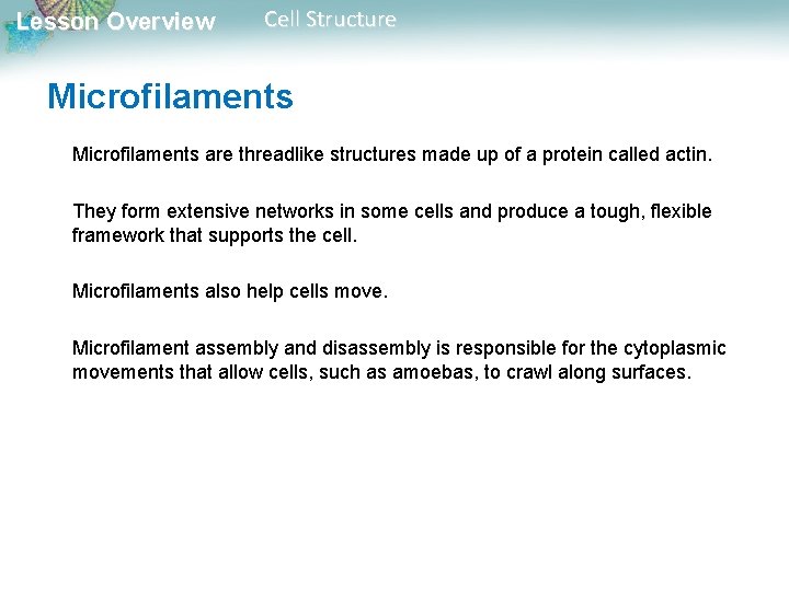 Lesson Overview Cell Structure Microfilaments are threadlike structures made up of a protein called Lesson Overview Cell Structure Microfilaments are threadlike structures made up of a protein called