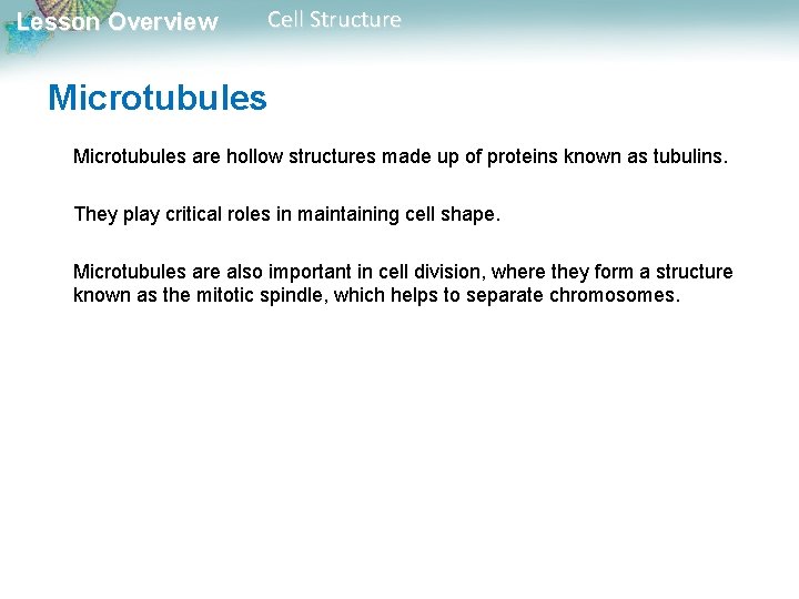 Lesson Overview Cell Structure Microtubules are hollow structures made up of proteins known as Lesson Overview Cell Structure Microtubules are hollow structures made up of proteins known as