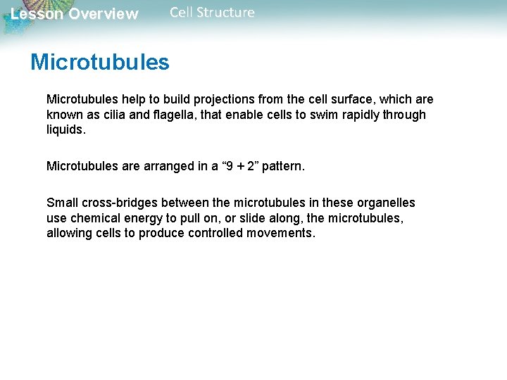 Lesson Overview Cell Structure Microtubules help to build projections from the cell surface, which Lesson Overview Cell Structure Microtubules help to build projections from the cell surface, which