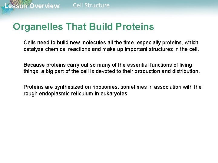 Lesson Overview Cell Structure Organelles That Build Proteins Cells need to build new molecules Lesson Overview Cell Structure Organelles That Build Proteins Cells need to build new molecules