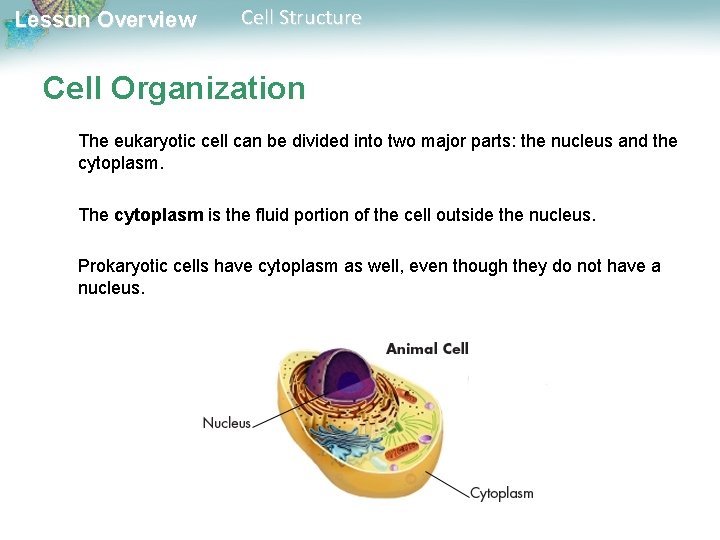 Lesson Overview 7 2 Cell Structure Lesson Overview