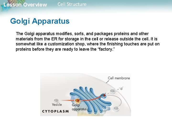 Lesson Overview Cell Structure Golgi Apparatus The Golgi apparatus modifies, sorts, and packages proteins Lesson Overview Cell Structure Golgi Apparatus The Golgi apparatus modifies, sorts, and packages proteins
