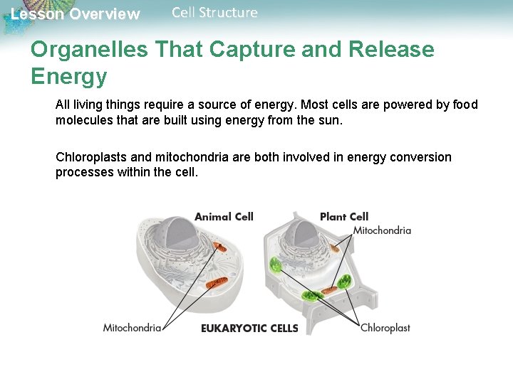 Lesson Overview Cell Structure Organelles That Capture and Release Energy All living things require Lesson Overview Cell Structure Organelles That Capture and Release Energy All living things require