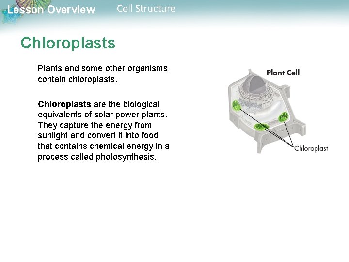 Lesson Overview Cell Structure Chloroplasts Plants and some other organisms contain chloroplasts. Chloroplasts are Lesson Overview Cell Structure Chloroplasts Plants and some other organisms contain chloroplasts. Chloroplasts are