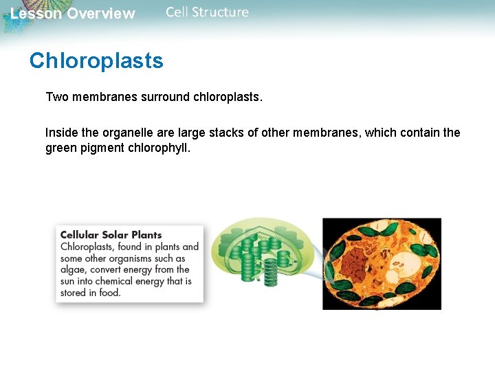 Lesson Overview Cell Structure Chloroplasts Two membranes surround chloroplasts. Inside the organelle are large Lesson Overview Cell Structure Chloroplasts Two membranes surround chloroplasts. Inside the organelle are large