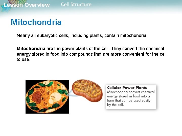 Lesson Overview Cell Structure Mitochondria Nearly all eukaryotic cells, including plants, contain mitochondria. Mitochondria Lesson Overview Cell Structure Mitochondria Nearly all eukaryotic cells, including plants, contain mitochondria. Mitochondria