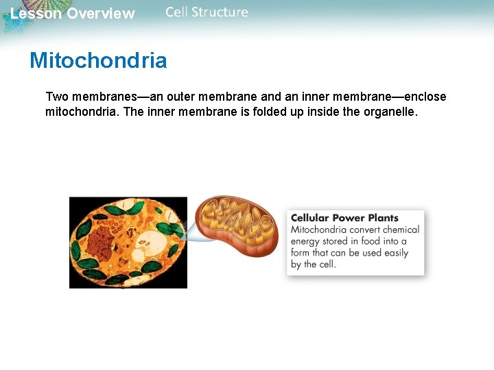 Lesson Overview Cell Structure Mitochondria Two membranes—an outer membrane and an inner membrane—enclose mitochondria. Lesson Overview Cell Structure Mitochondria Two membranes—an outer membrane and an inner membrane—enclose mitochondria.