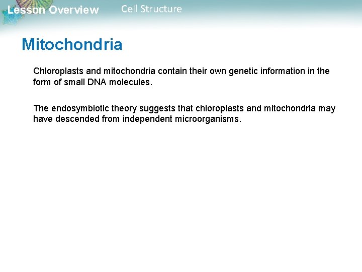 Lesson Overview Cell Structure Mitochondria Chloroplasts and mitochondria contain their own genetic information in Lesson Overview Cell Structure Mitochondria Chloroplasts and mitochondria contain their own genetic information in
