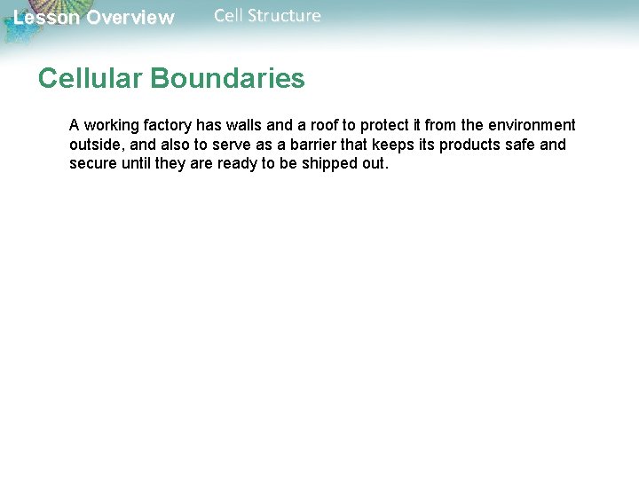 Lesson Overview Cell Structure Cellular Boundaries A working factory has walls and a roof Lesson Overview Cell Structure Cellular Boundaries A working factory has walls and a roof
