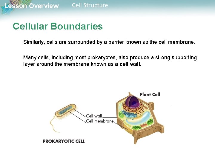 Lesson Overview Cell Structure Cellular Boundaries Similarly, cells are surrounded by a barrier known Lesson Overview Cell Structure Cellular Boundaries Similarly, cells are surrounded by a barrier known