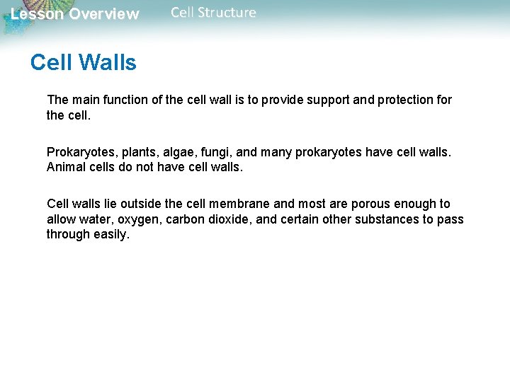 Lesson Overview Cell Structure Cell Walls The main function of the cell wall is Lesson Overview Cell Structure Cell Walls The main function of the cell wall is