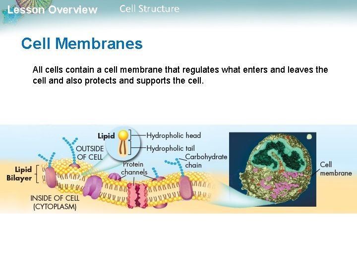 Lesson Overview Cell Structure Cell Membranes All cells contain a cell membrane that regulates Lesson Overview Cell Structure Cell Membranes All cells contain a cell membrane that regulates