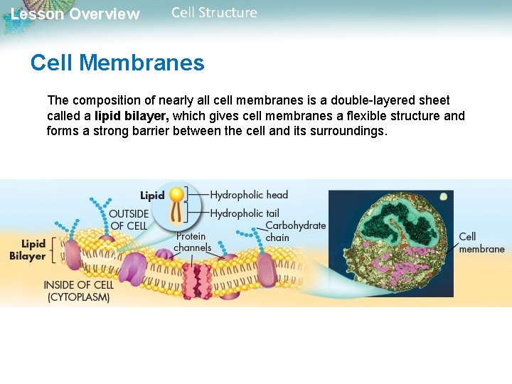 Lesson Overview Cell Structure Cell Membranes The composition of nearly all cell membranes is Lesson Overview Cell Structure Cell Membranes The composition of nearly all cell membranes is