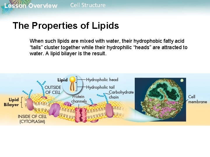 Lesson Overview Cell Structure The Properties of Lipids When such lipids are mixed with Lesson Overview Cell Structure The Properties of Lipids When such lipids are mixed with
