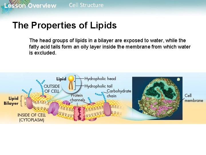 Lesson Overview Cell Structure The Properties of Lipids The head groups of lipids in Lesson Overview Cell Structure The Properties of Lipids The head groups of lipids in