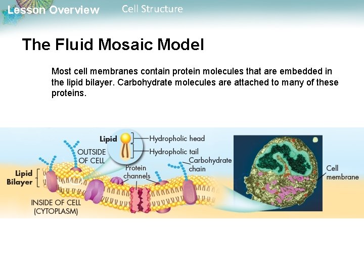 Lesson Overview Cell Structure The Fluid Mosaic Model Most cell membranes contain protein molecules Lesson Overview Cell Structure The Fluid Mosaic Model Most cell membranes contain protein molecules